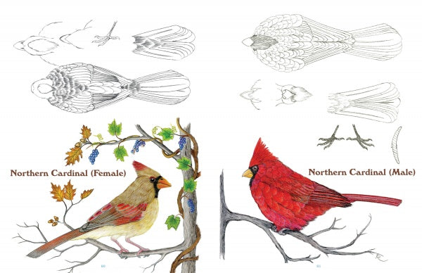 50 Bird Woodcarving Patterns by Schiffer Publishing