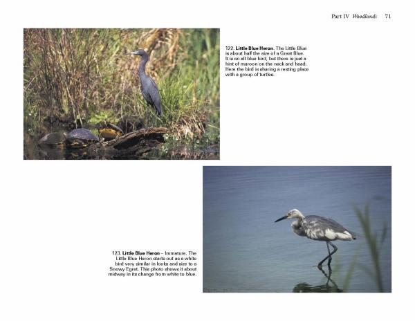 Birds of Coastal South Carolina by Schiffer Publishing