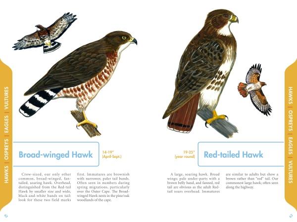 An Illustrated Guide to the Common Birds of Cape Cod by Schiffer Publishing