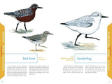 An Illustrated Guide to the Common Birds of Cape Cod by Schiffer Publishing