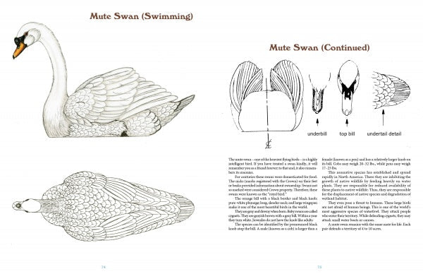 50 Bird Woodcarving Patterns by Schiffer Publishing