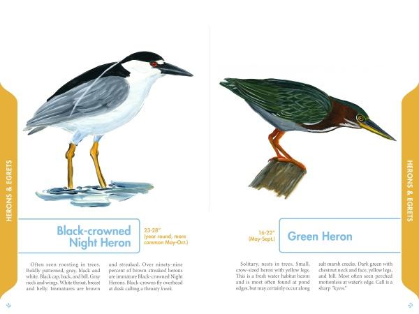 An Illustrated Guide to the Common Birds of Cape Cod by Schiffer Publishing