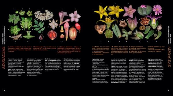 Atlas of Flowering Plants by Schiffer Publishing