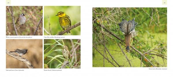 Birds and Beacons of Michigan by Schiffer Publishing