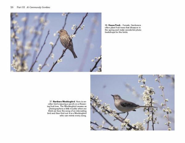 Birds of Coastal South Carolina by Schiffer Publishing