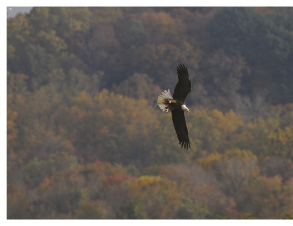 Inside a Bald Eagle's Nest by Schiffer Publishing