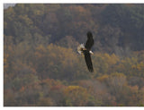 Inside a Bald Eagle's Nest by Schiffer Publishing