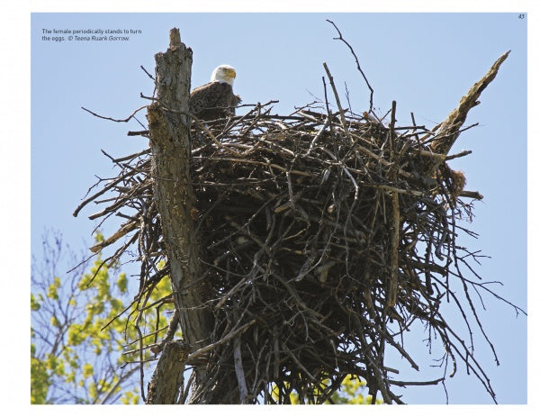 Inside a Bald Eagle's Nest by Schiffer Publishing