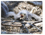 Inside a Bald Eagle's Nest by Schiffer Publishing