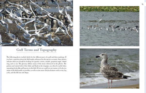 Gulls of North America by Schiffer Publishing