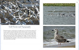 Gulls of North America by Schiffer Publishing