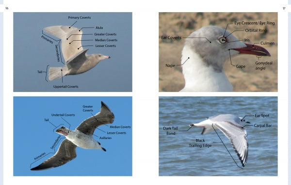 Gulls of North America by Schiffer Publishing