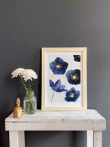 Art Print:  Black Hellebore on Snow by India & Purry