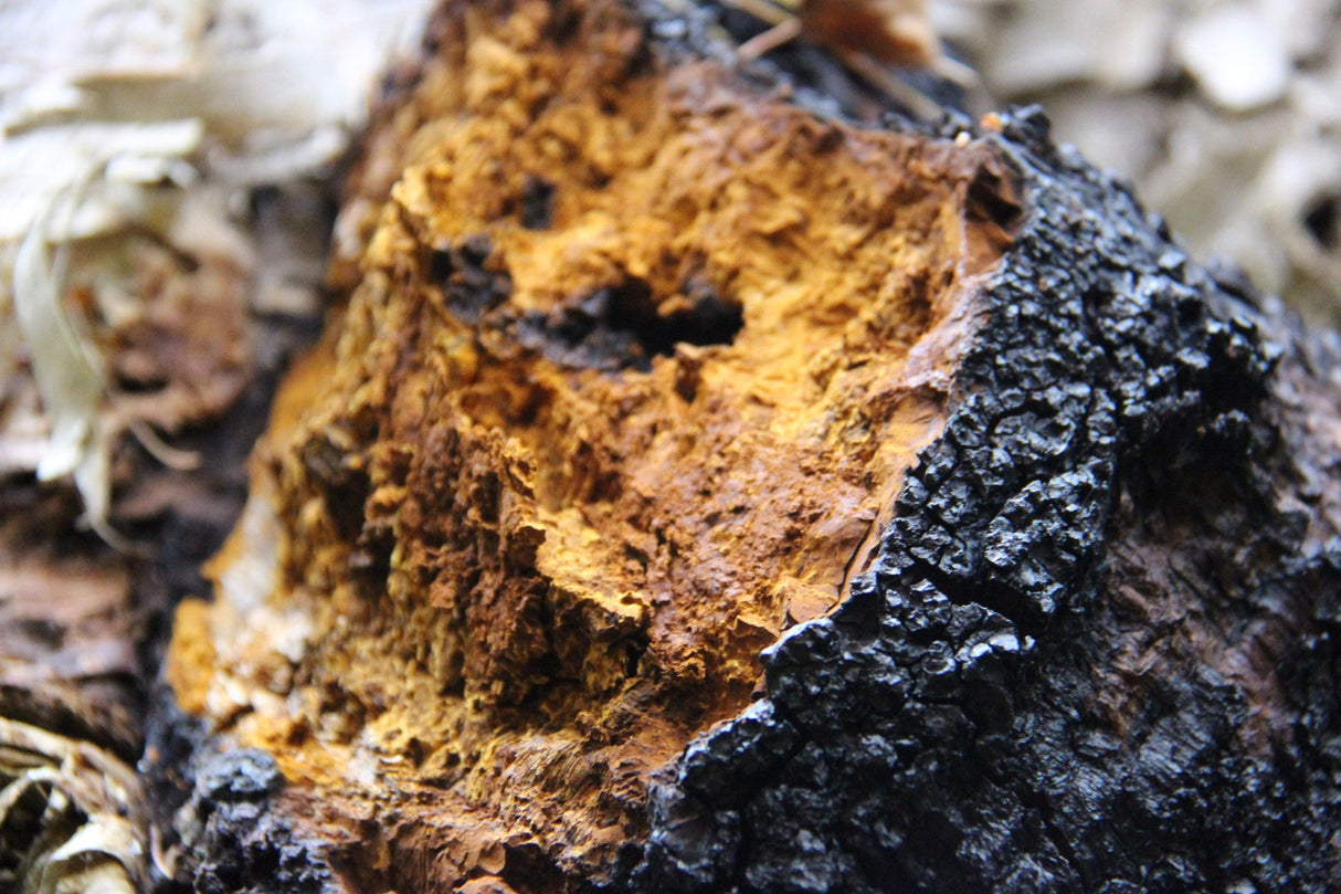 Sustainably Wild Harvested Chaga Mushroom Tea by Black Magic Alchemy