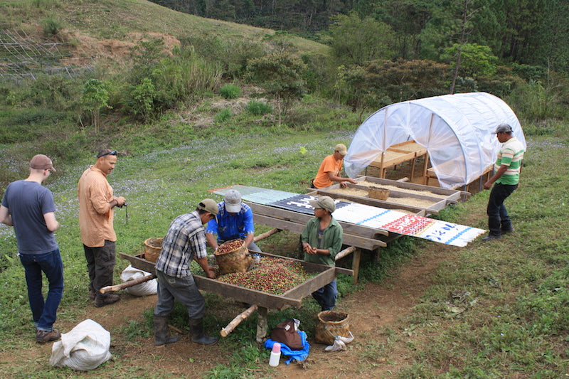 Nicaragua - Finca San Jose de las Nubes - Natural Process by Nossa Familia Coffee