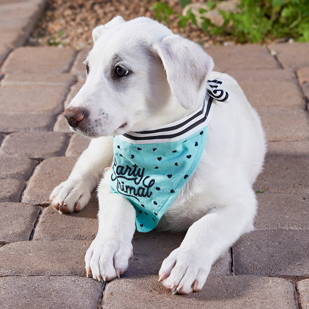 Party Animal Pet Bandana | In Blue With Printed Hearts Designs by The Bullish Store