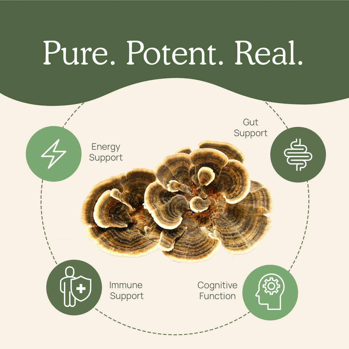 Turkey Tail Extract - Bulk Powder by Real Mushrooms