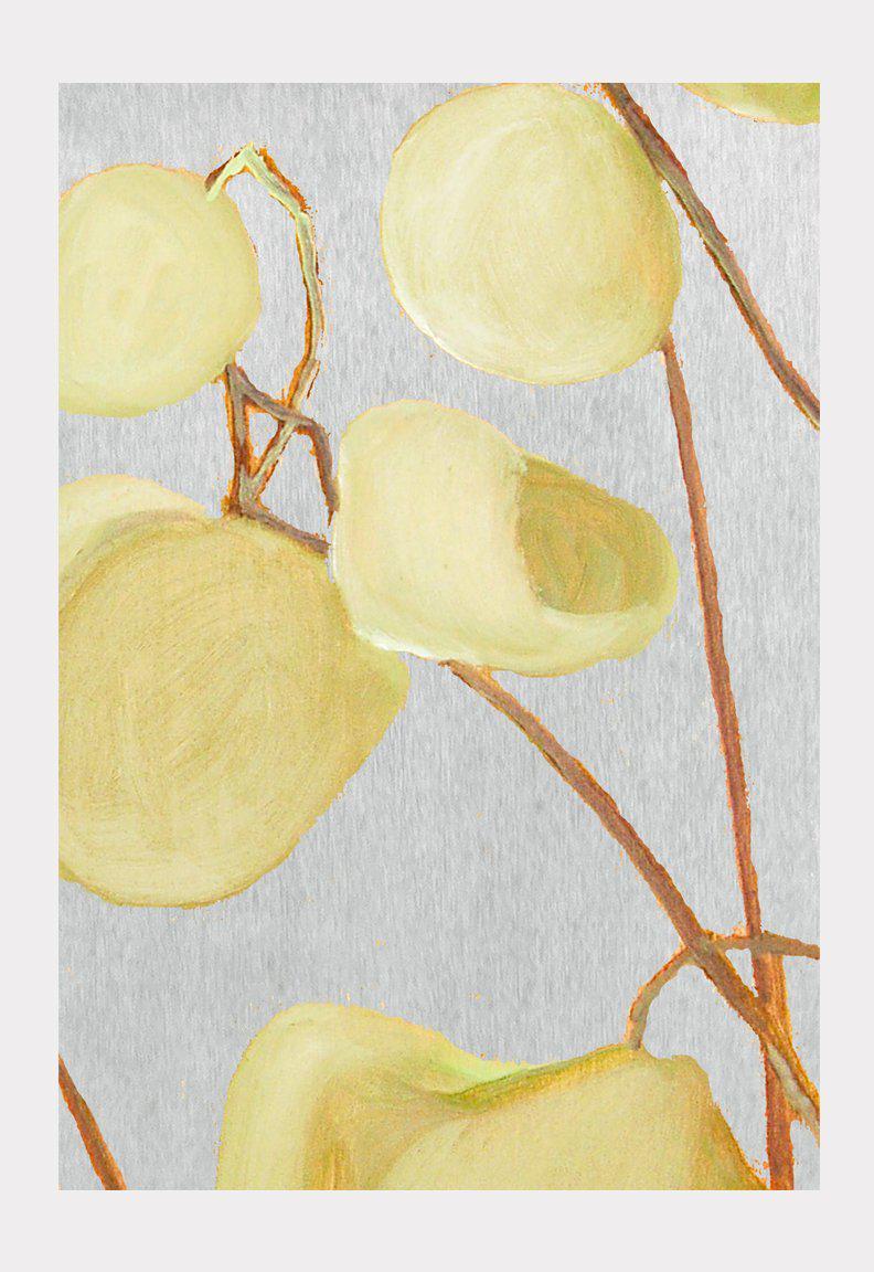 Art Print:  Milkweed on Pale Grey by India & Purry