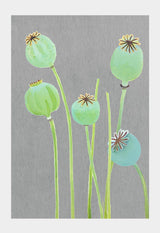 Art Print:  Poppy Pods on Grey by India & Purry