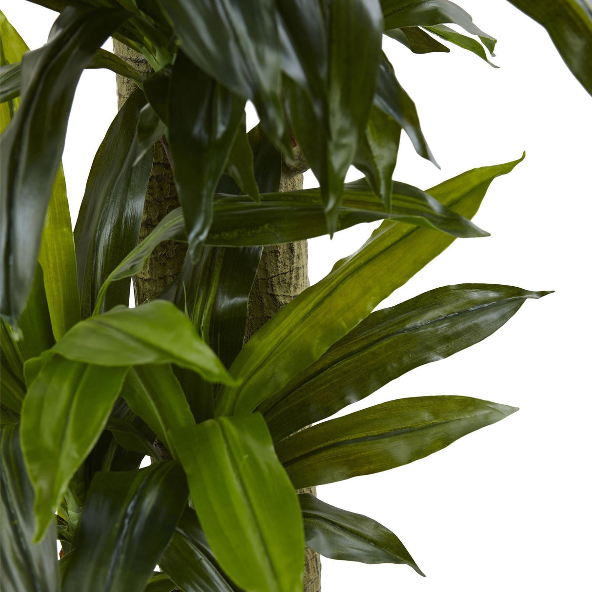 5.5’ Corn Stalk Dracaena with Black Wash Planter by Nearly Natural