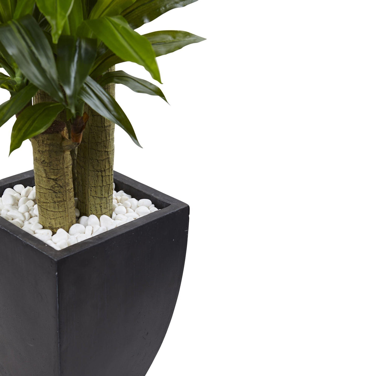 5.5’ Corn Stalk Dracaena with Black Wash Planter by Nearly Natural