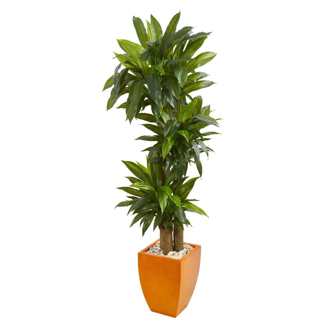 5.5’ Dracaena Plant in Orange Square Planter (Real Touch) by Nearly Natural