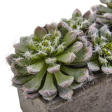 5.5” Succulent Garden w/Textured Concrete Planter by Nearly Natural