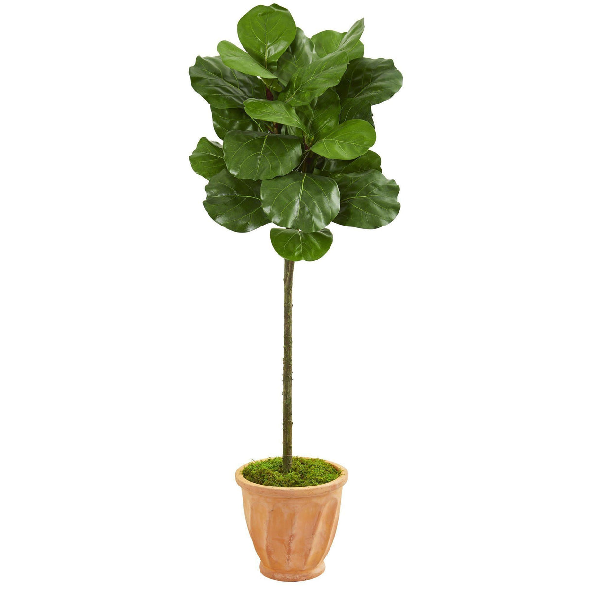 57” Fiddle Leaf Artificial Tree in Terra Cotta Planter by Nearly Natural