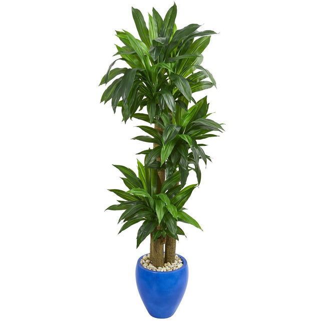 6’ Cornstalk Dracaena Artificial Plant in Blue Planter (Real Touch) by Nearly Natural
