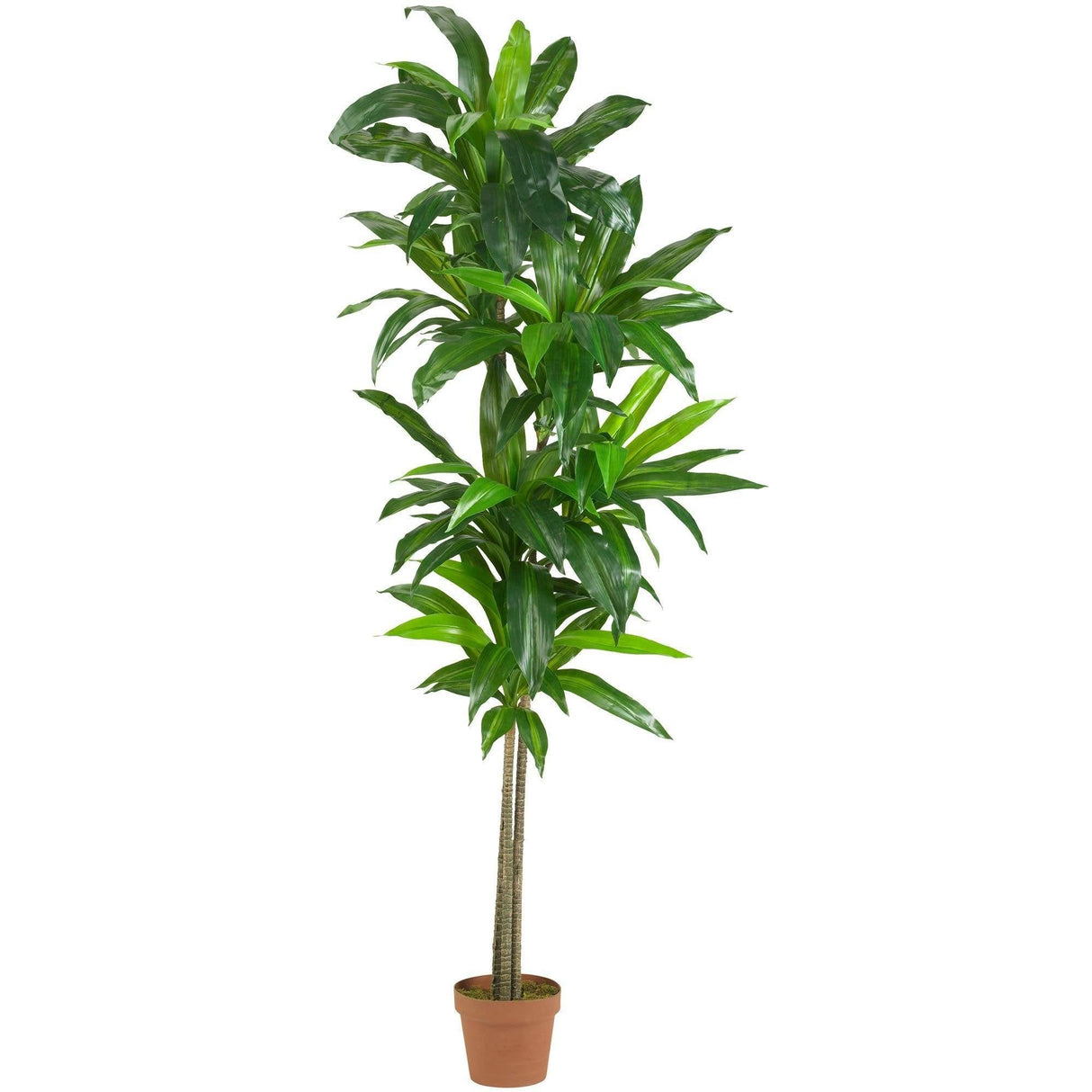 6’ Dracaena Silk Plant (Real Touch) by Nearly Natural