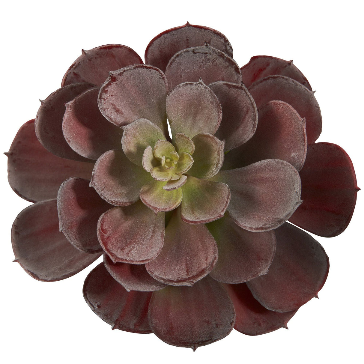 6” Echeveria Succulent (Set of 12) by Nearly Natural