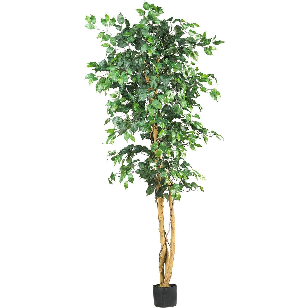 6' Ficus Silk Tree by Nearly Natural