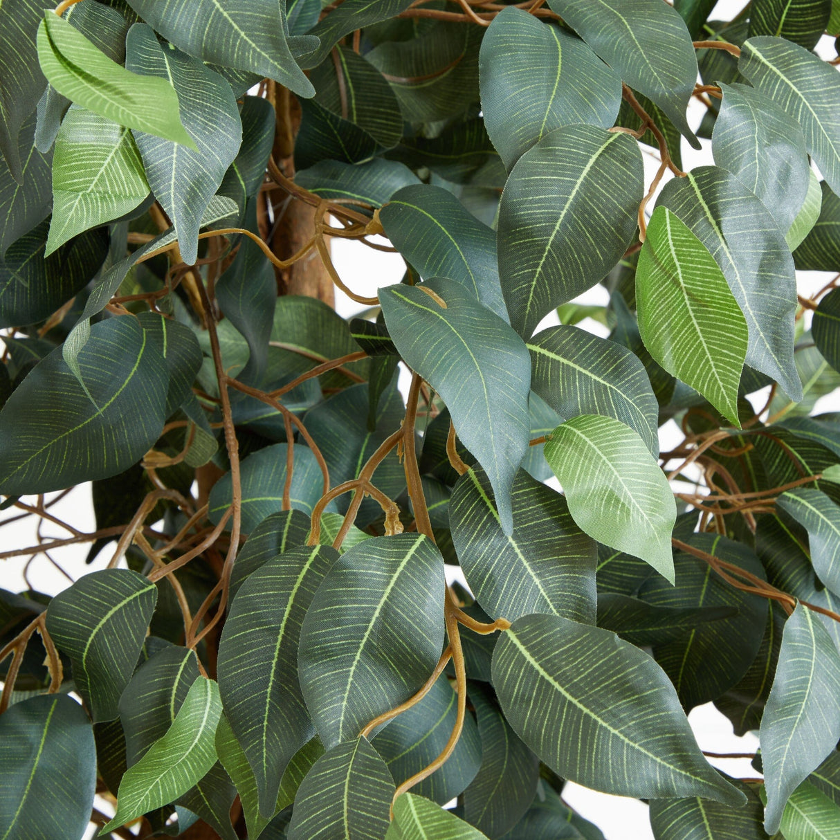 6' Ficus Silk Tree by Nearly Natural