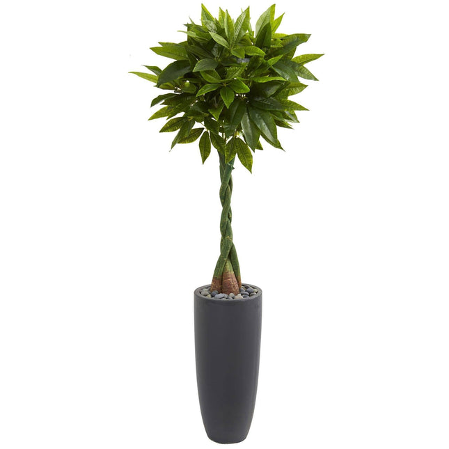 5.5’ Money Artificial Tree in Gray Cylinder Planter (Real Touch) by Nearly Natural