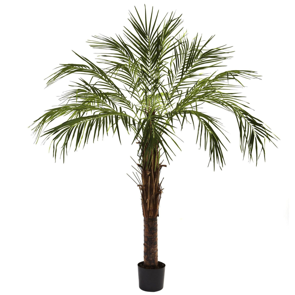 6’ Robellini Palm Tree by Nearly Natural