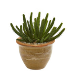 Cactus Succulent Artificial Plant in Ceramic Vase (Set of 2) by Nearly Natural