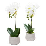 Phalaenopsis Orchid Artificial Arrangement (Set of 2) by Nearly Natural