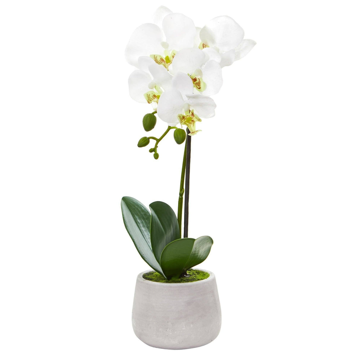 Phalaenopsis Orchid Artificial Arrangement (Set of 2) by Nearly Natural