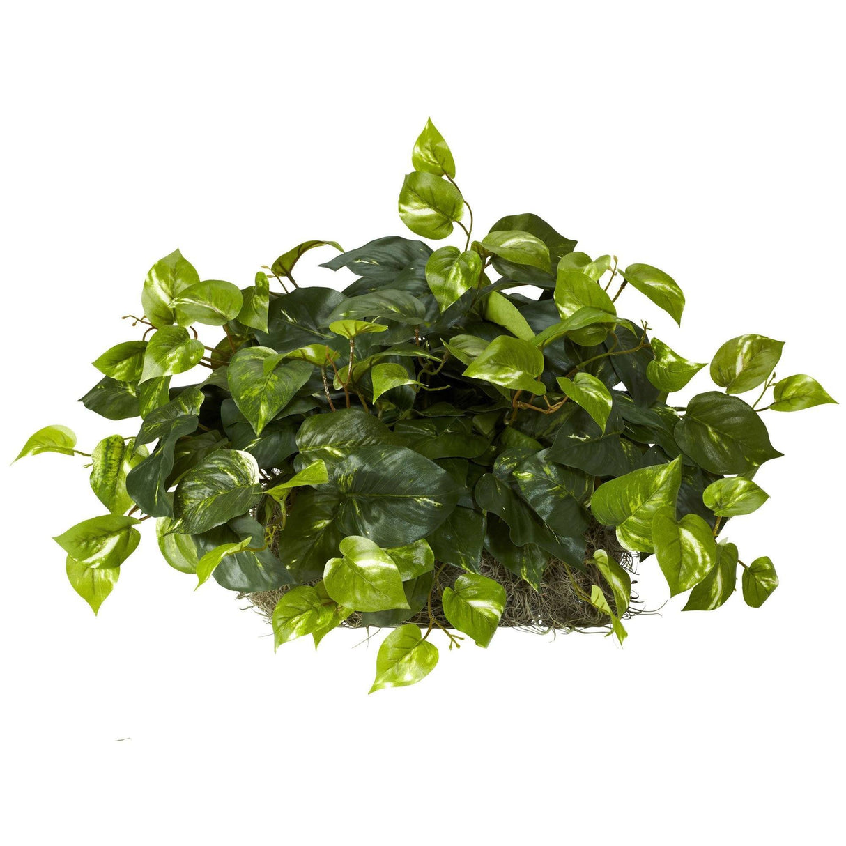 Pothos Set on Foam Sheet Silk Plant by Nearly Natural