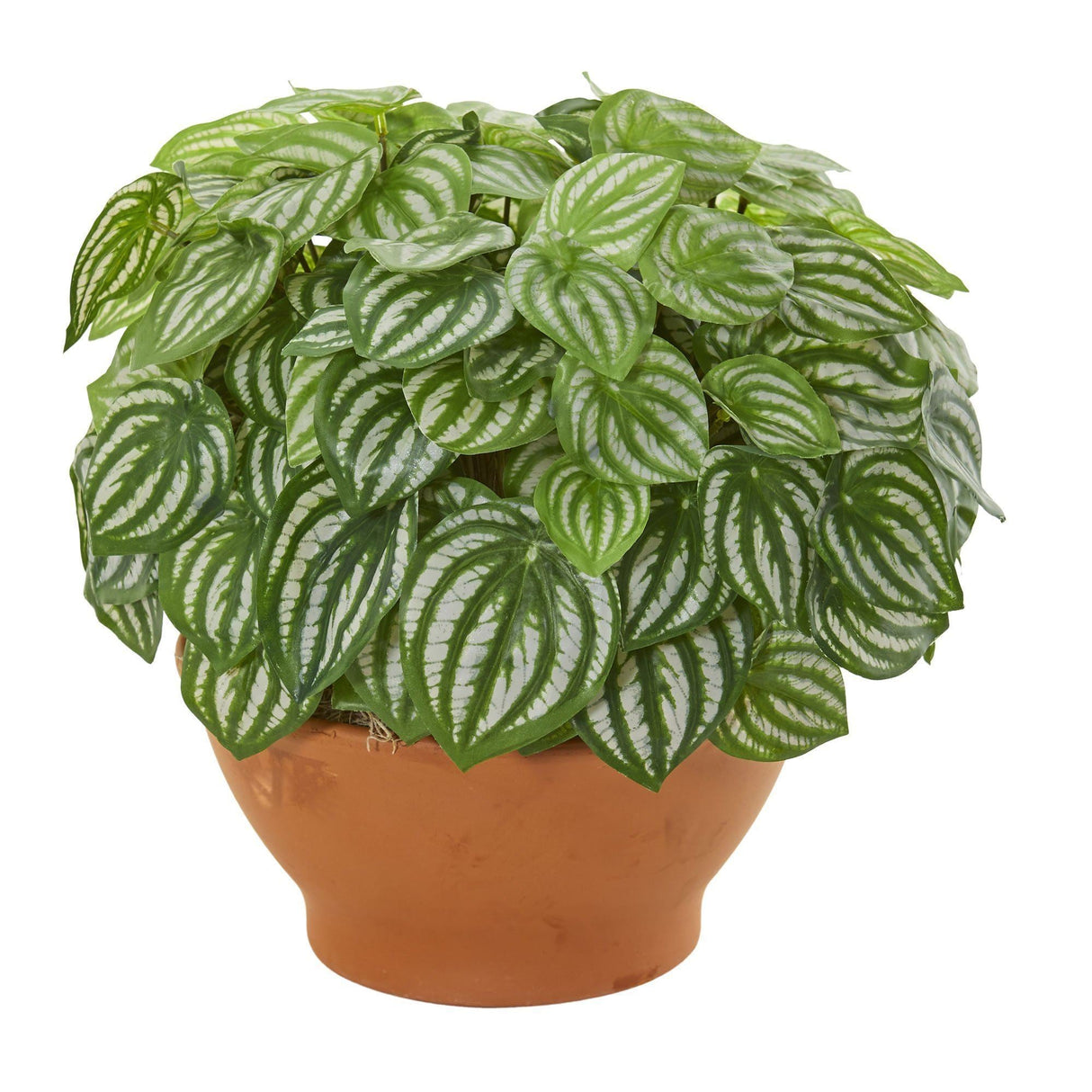 Watermelon Peperomia Artificial Plant in Clay Planter (Real Touch) by Nearly Natural