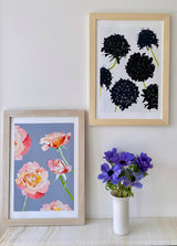 Art Print:  Black Scabiosa on Snow by India & Purry