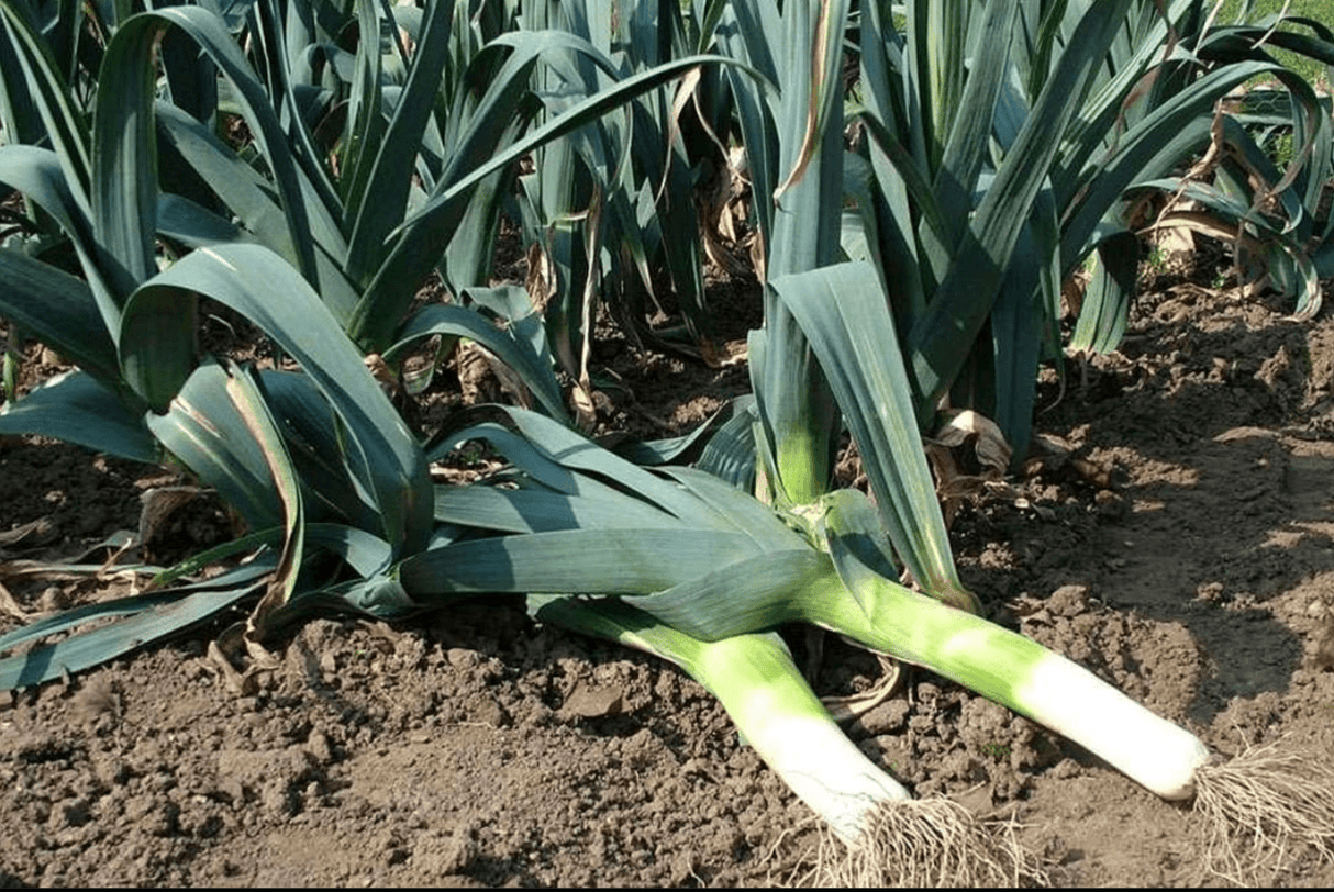 Organic Leek Powder (Refill Pouch) by Dr. Cowan's Garden