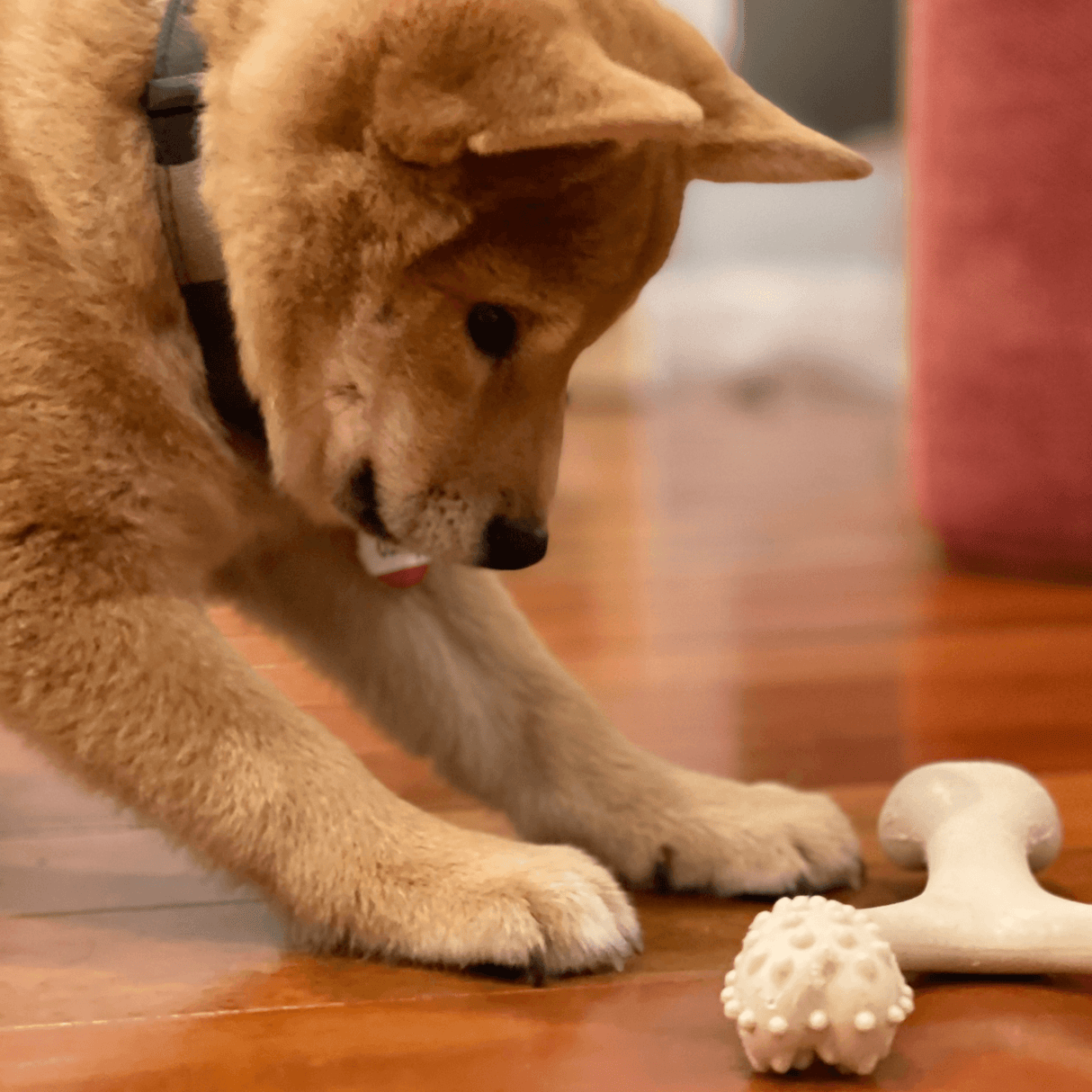 BetterBone CLASSIC | All Natural, Food-Grade, Eco-Friendly Softer Than Nylon Chew Toy by The Better Bone Natural Dog Bone - Vysn