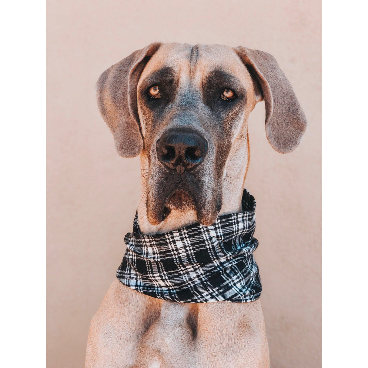 Blackberry Dog Scarf by Dope Dog Co - Vysn