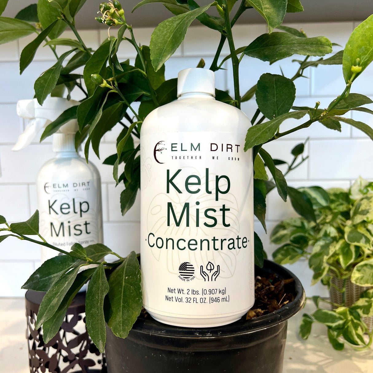 Kelp Mist by Elm Dirt - Vysn