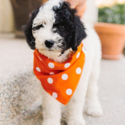 Orange Checkered Reversible Dog Bandana by Uptown Pups - Vysn