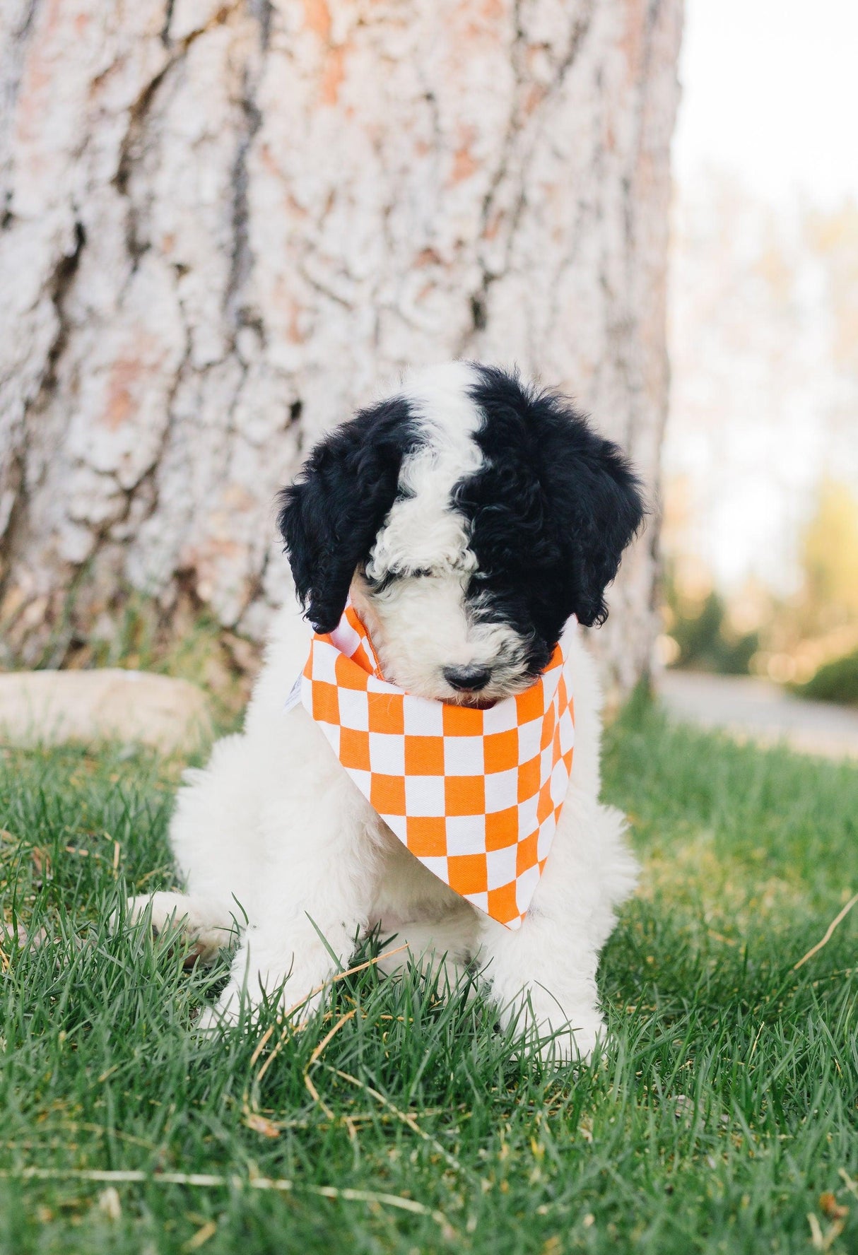 Orange Checkered Reversible Dog Bandana by Uptown Pups - Vysn