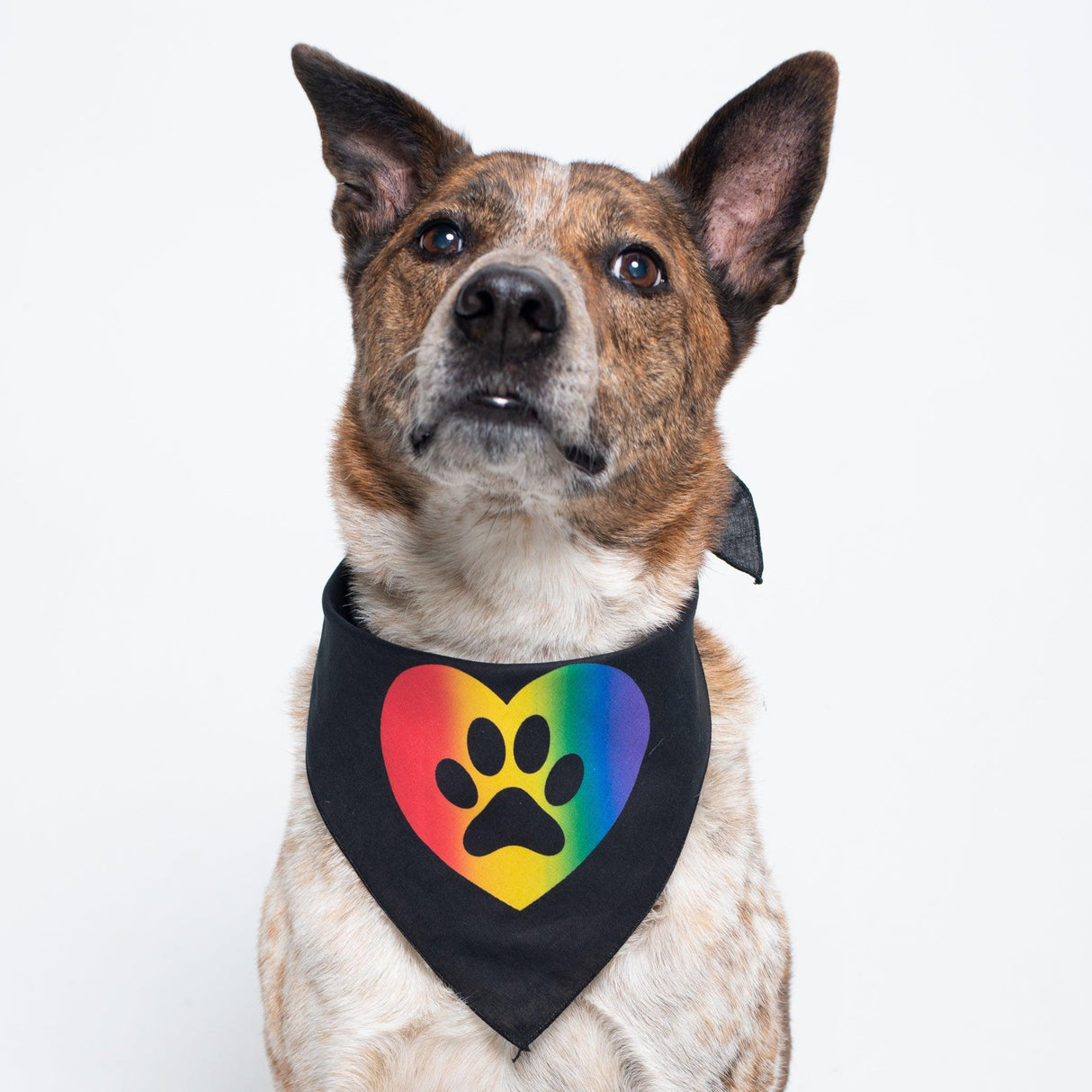 Pride Pet Bandana by Music City Creative - Vysn