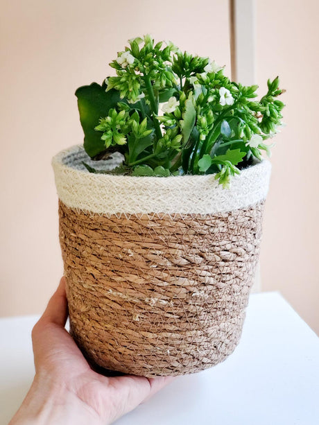 Savar Plant Basket by KORISSA - Vysn